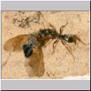 Formica -Serviformica- cf fusca - Dunkle Sklavenameise 06 8mm - mit Fliege.jpg